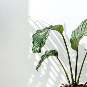 Welcome to my closet! 🕊🌿✨